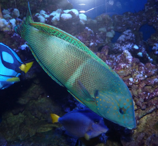 Clown coris (Coris aygula) "Late initial phase"