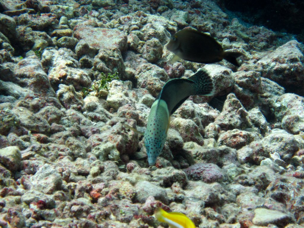 Clown Coris (Coris aygula)