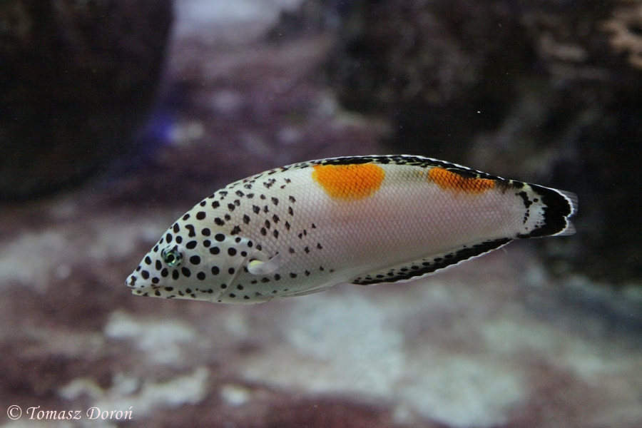 Clown Coris (Coris aygula)
