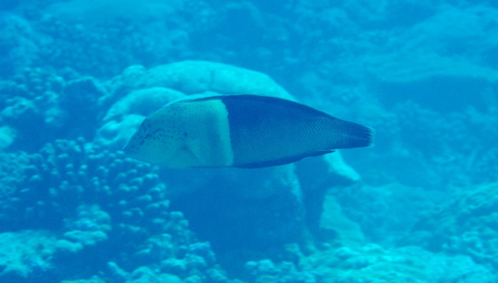 Clown Coris (Coris aygula)