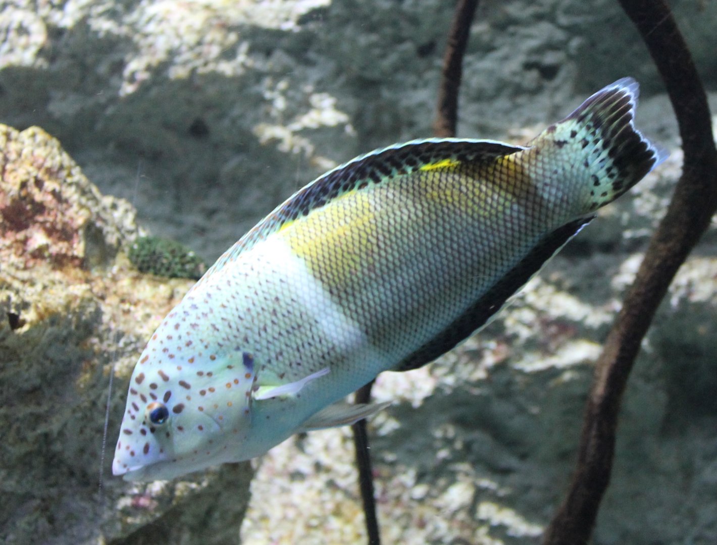 Clown coris - Coris aygula