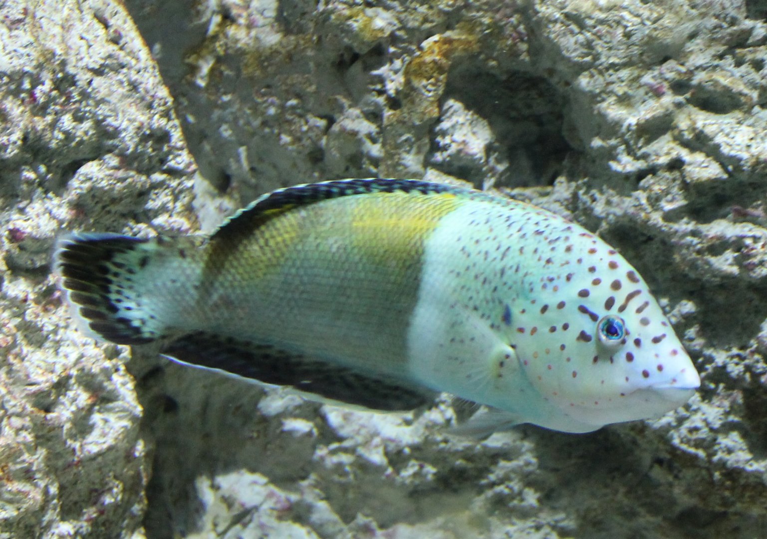 Clown coris - Coris aygula