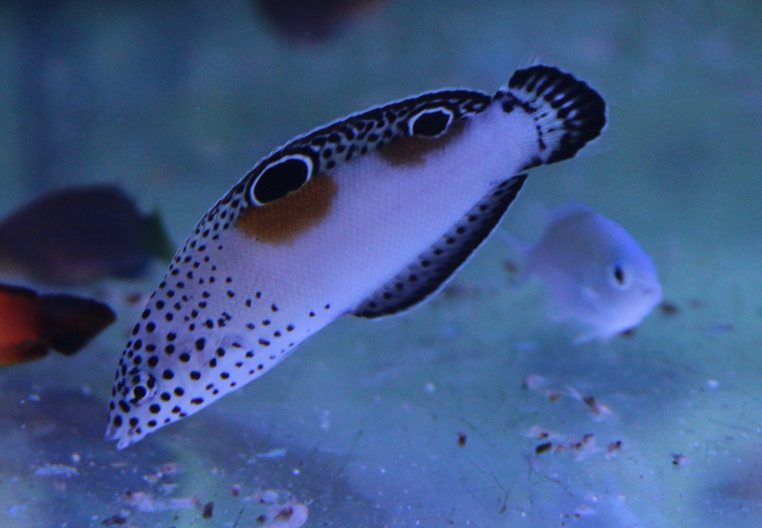 Clown coris - Coris aygula