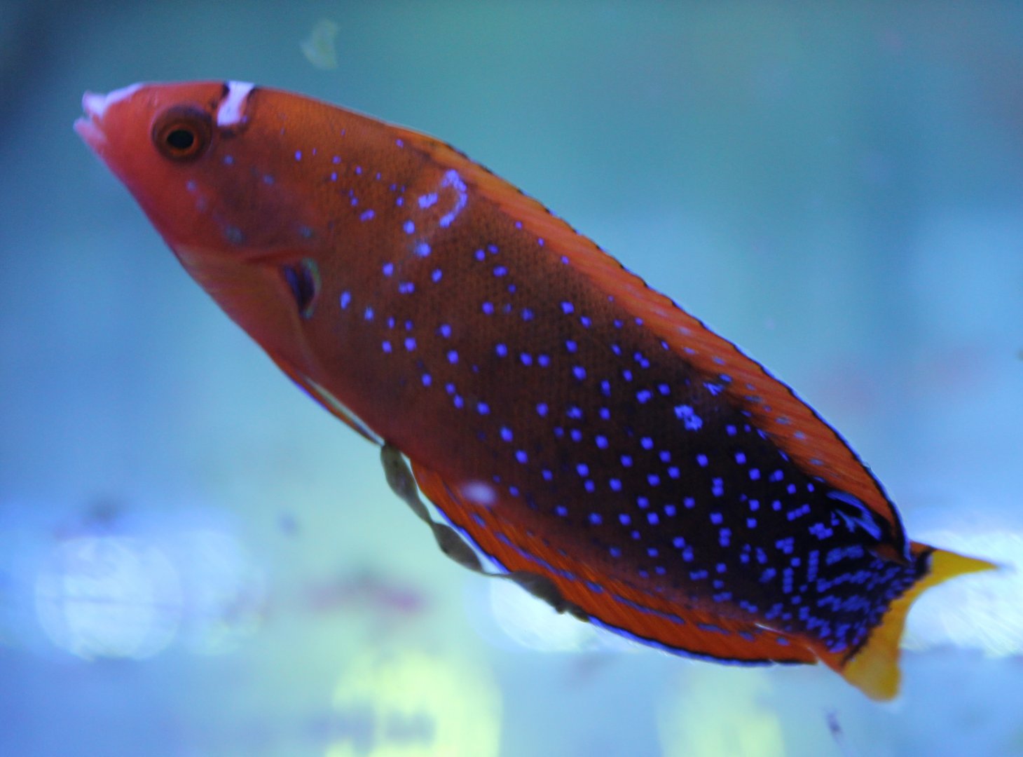 Clown coris - Coris gaimard - Changing from juvenile to adult