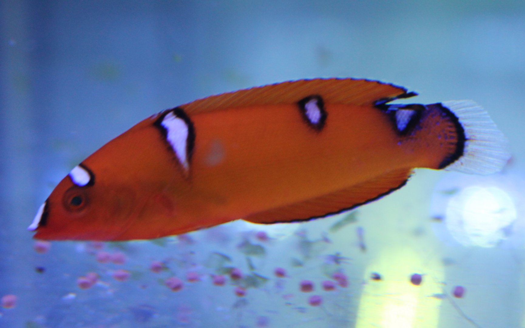 Clown coris - Coris gaimard - juvenile