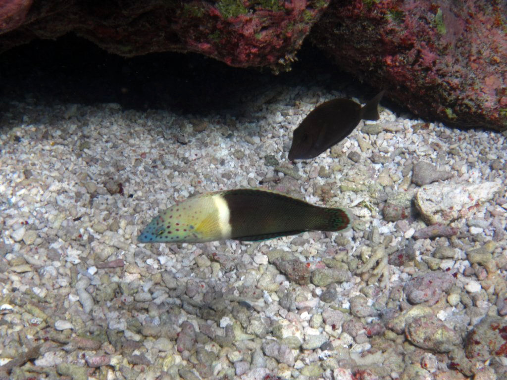 Clown Coris (initial phase)