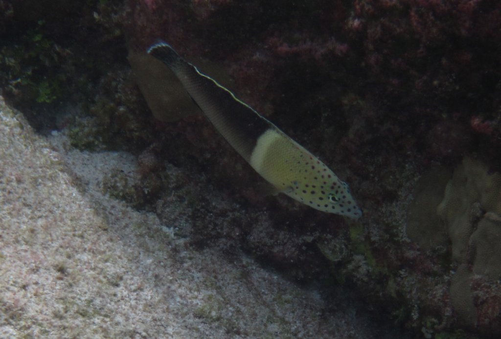 Clown Coris - intermediate phase