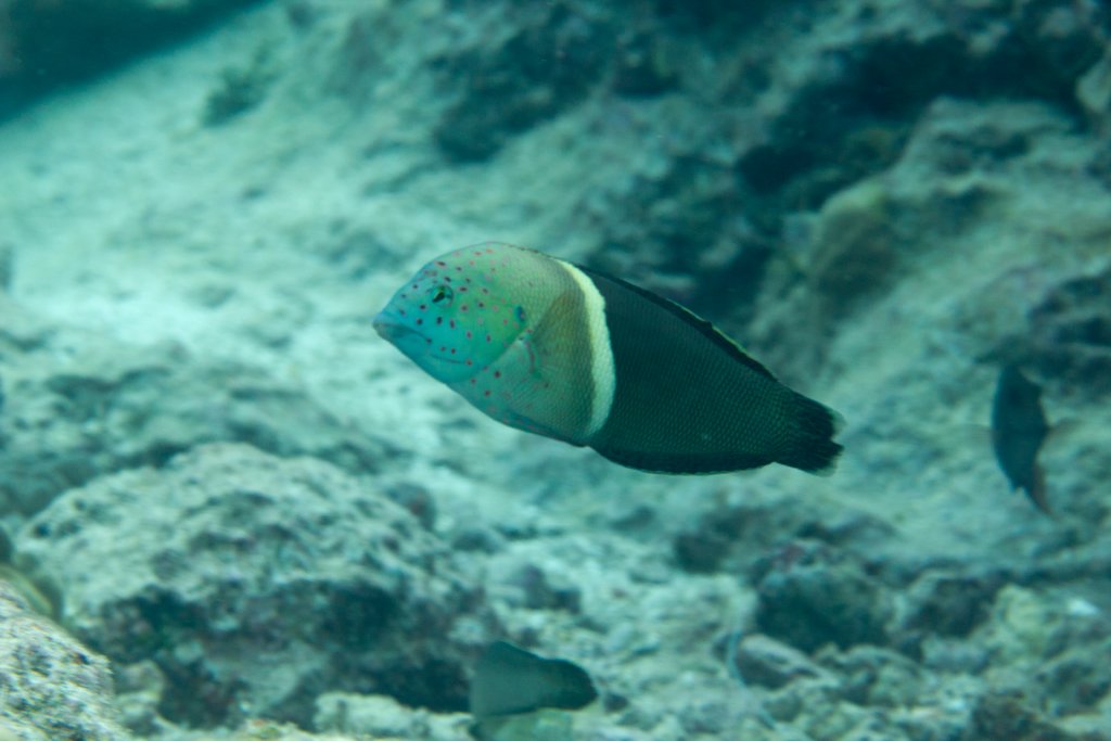 Clown Coris IP (Coris aygula)