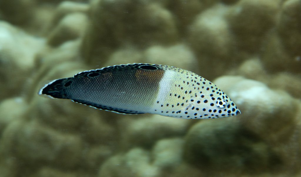 Clown Coris juvenile (Coris aygula)