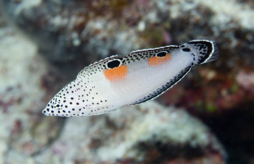 Clown Coris juvenile (Coris aygula)