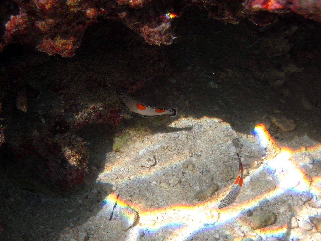 Clown Coris (juvenile phase)