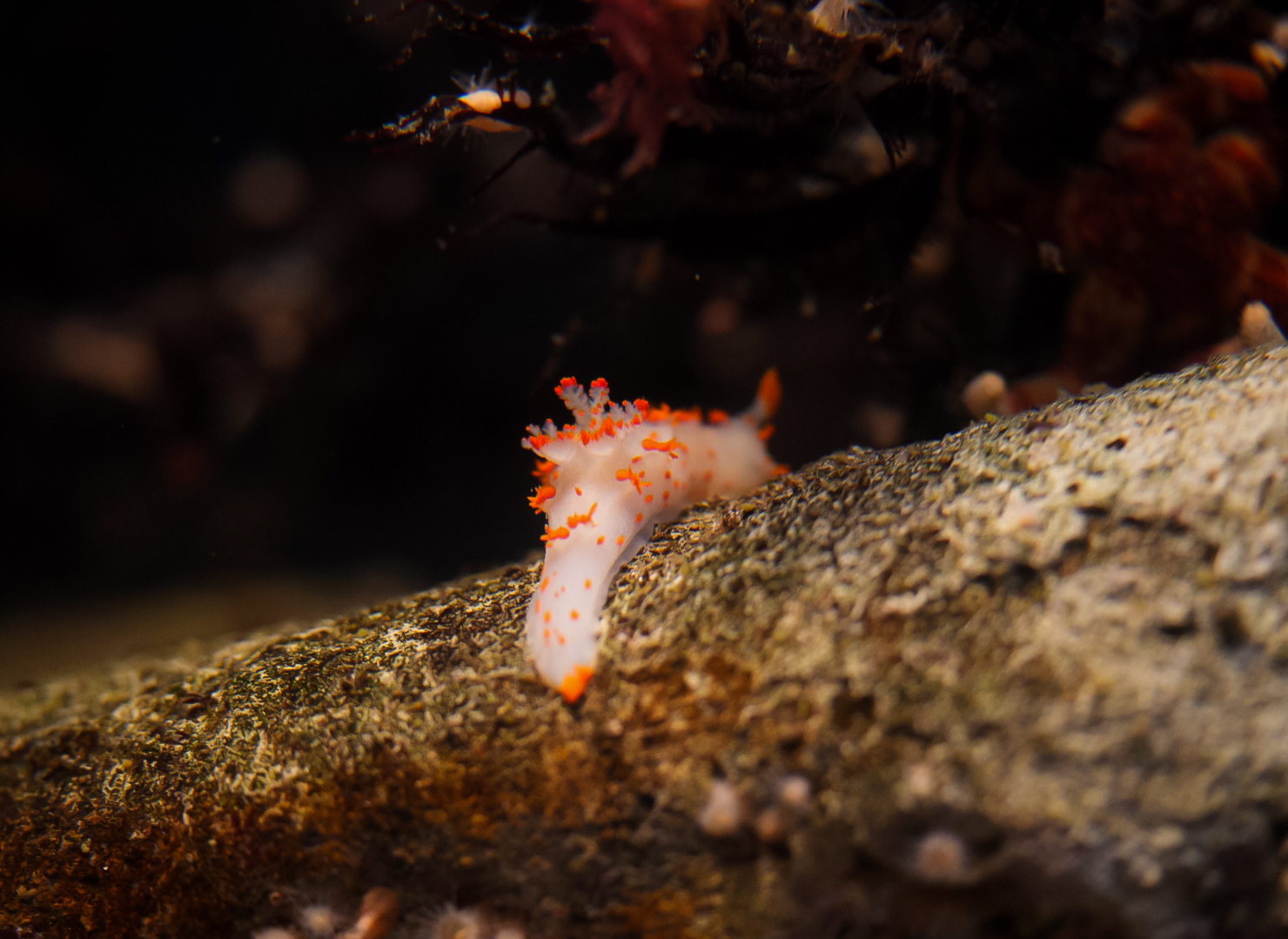 Clown Dorid Nudibranch