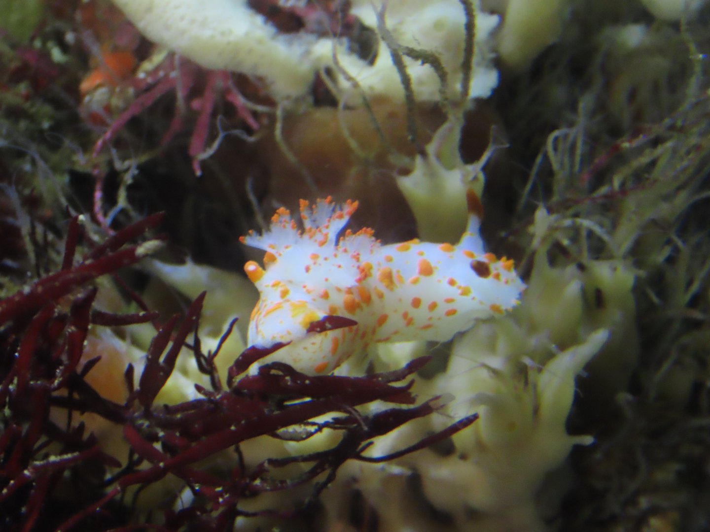 Clown Dorid (Triopha catalinae)