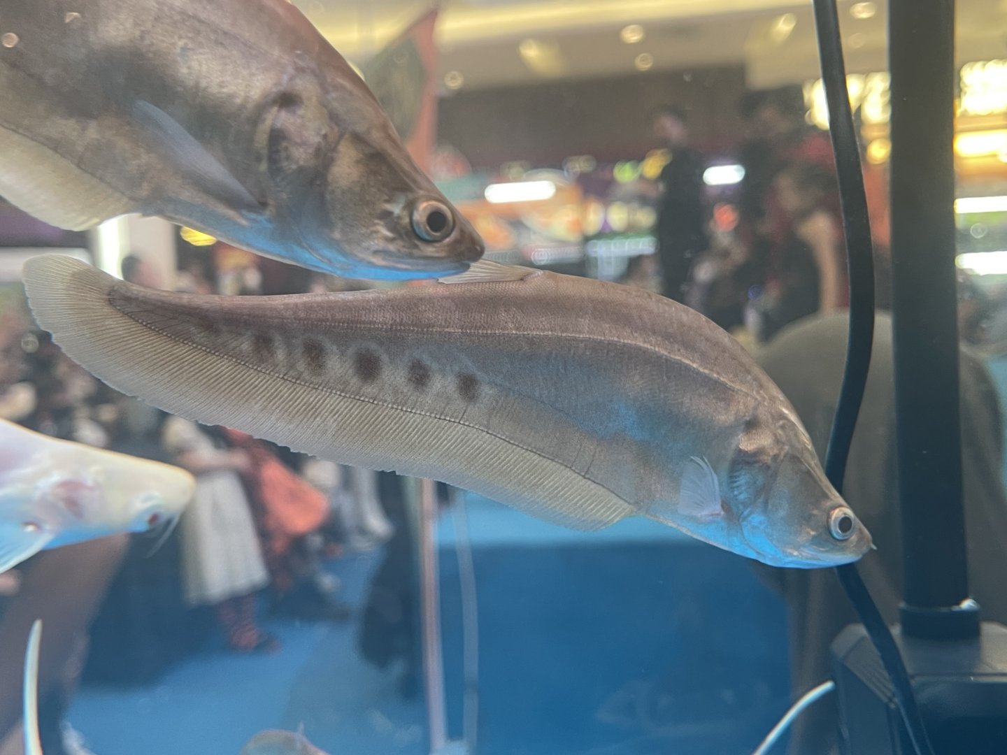 clown featherback (brown morph) (chitala ornata)