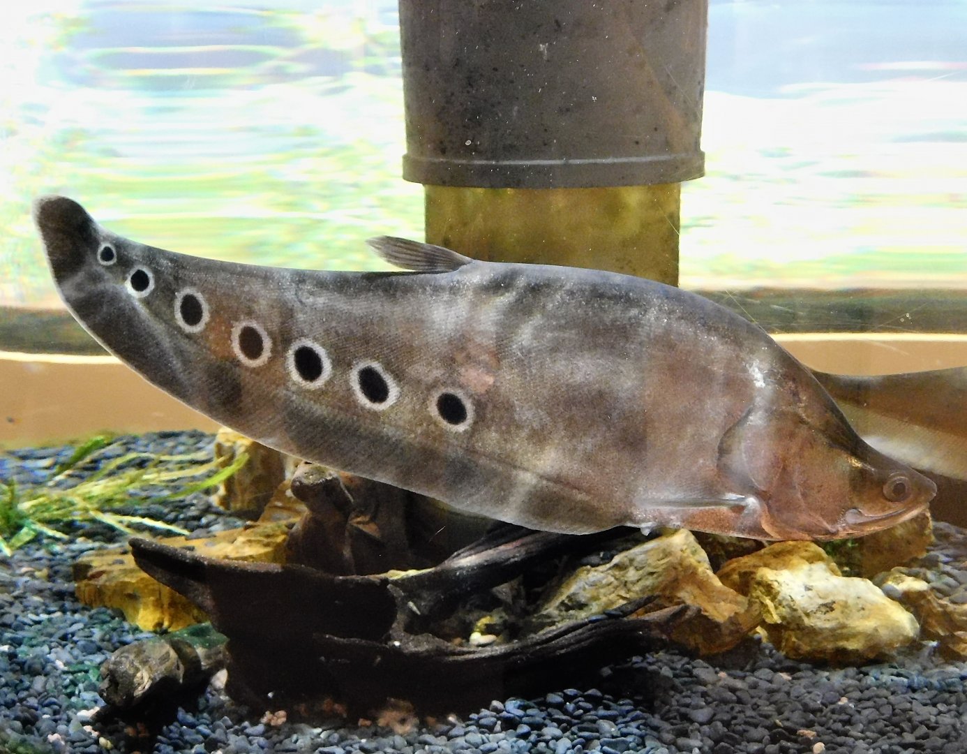 Clown Featherback (Chitala ornata) - Itabashi Botanical Garden September 27, 2025