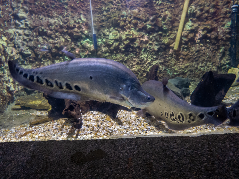 Clown featherback / Chitala ornata