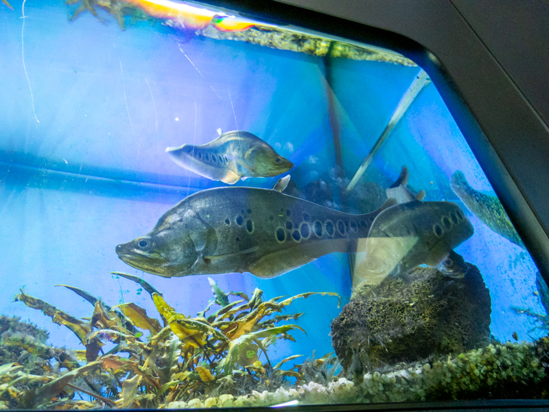 Clown featherback (Chitala ornata)