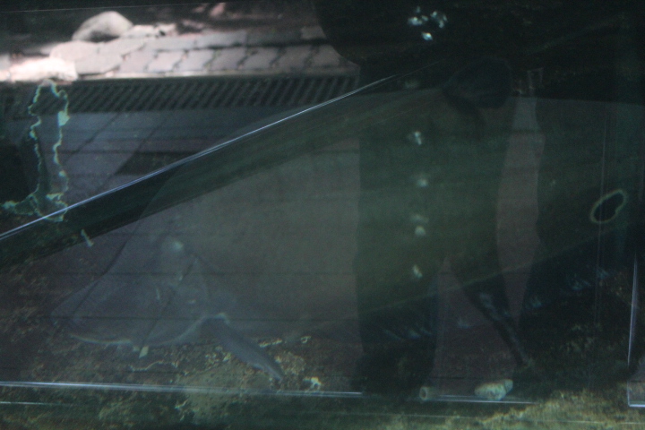 Clown featherback (Chitala ornata)