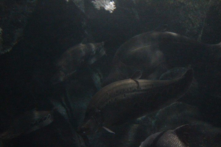 Clown featherback (Chitala ornata)