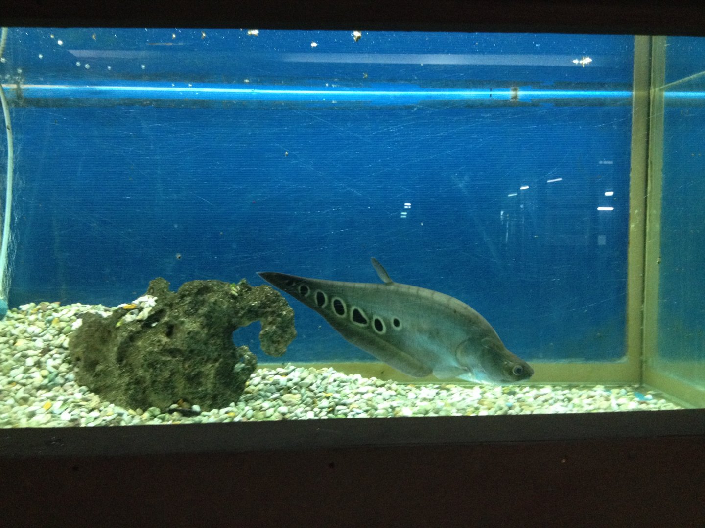 Clown Featherback (Chitala ornate)