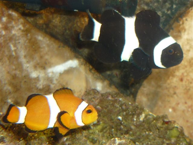 Clown Fish 1