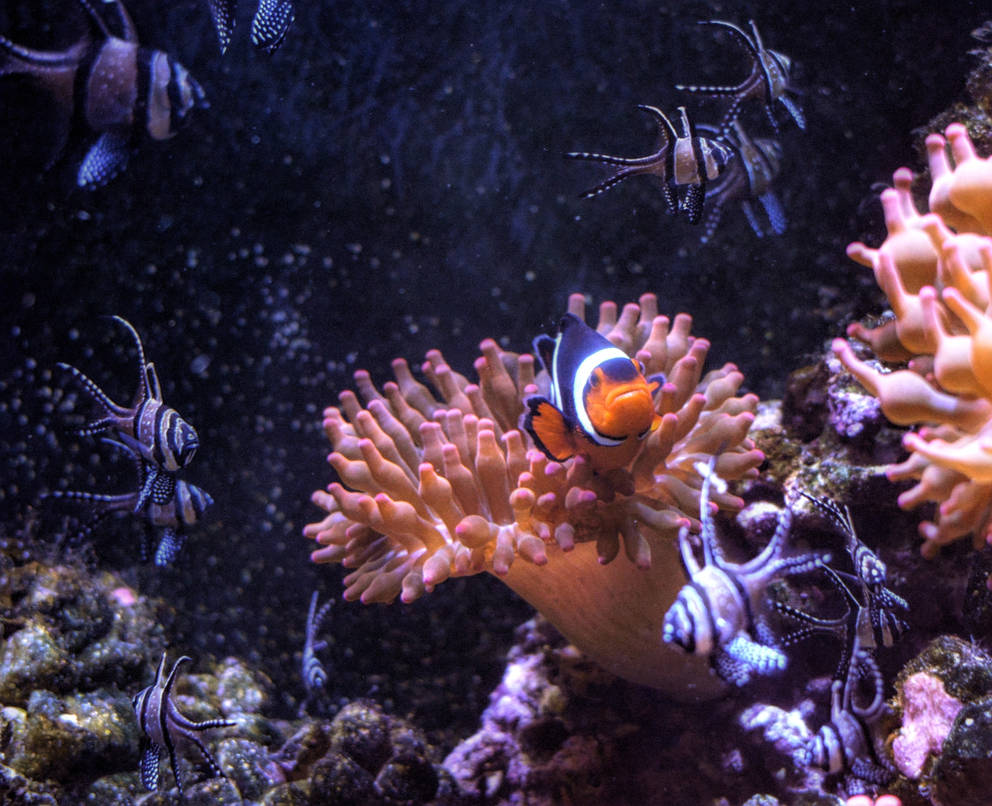 clown-fish and friends