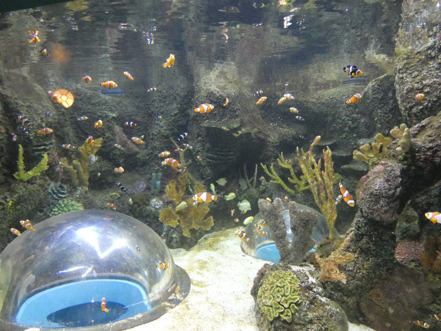 Clown fish exhibit