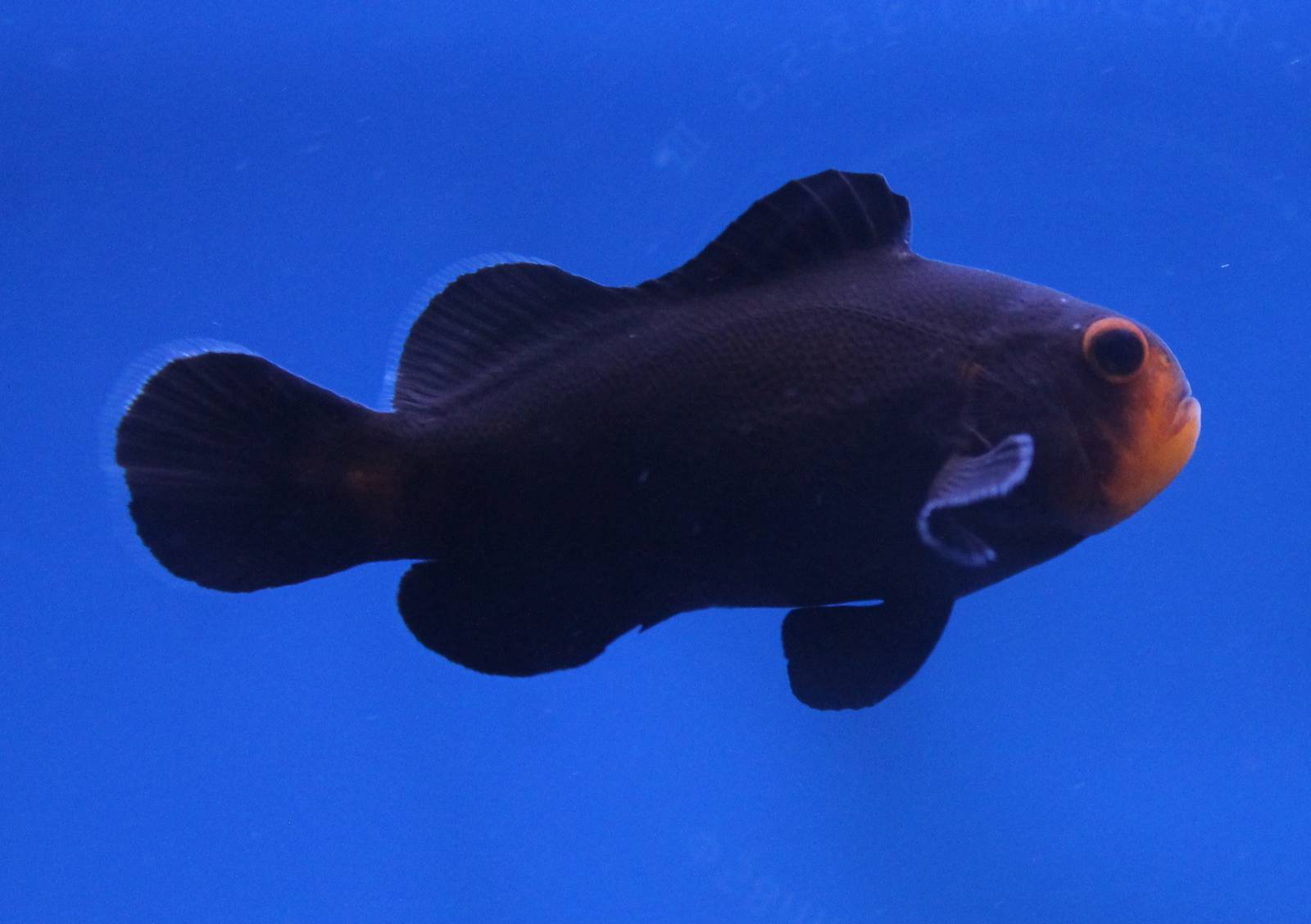 Clown fish mutation 'Midnight