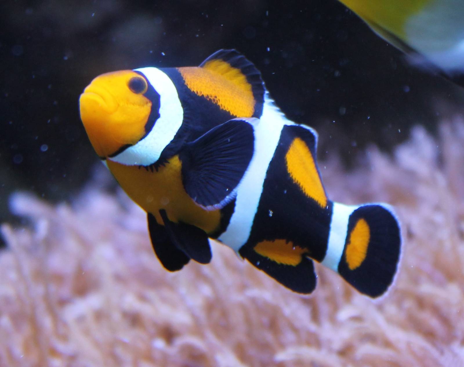 Clown fish mutation