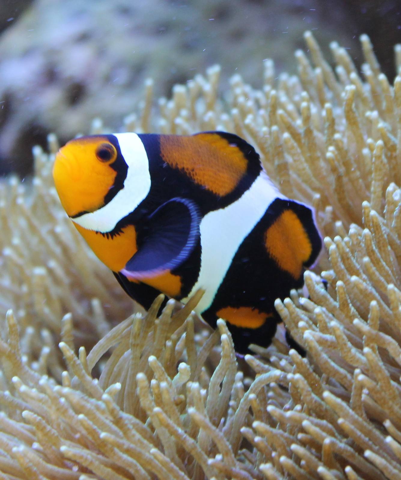 Clown fish mutation
