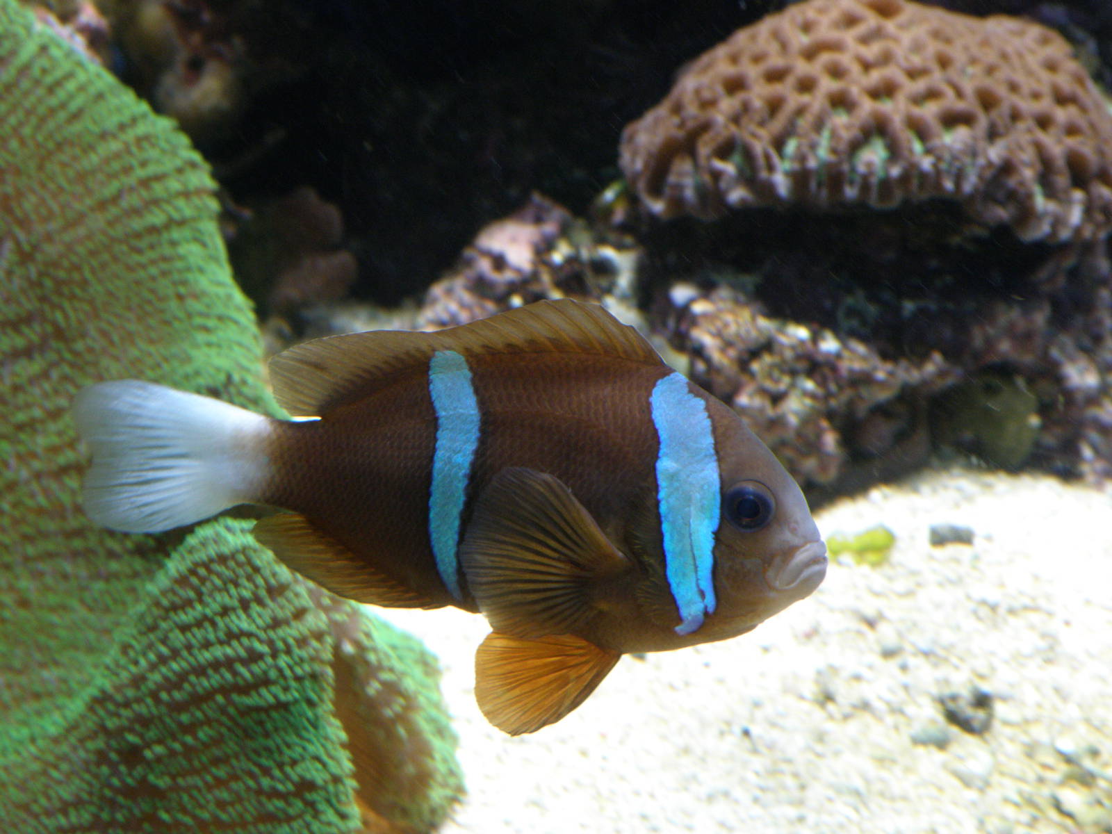 Clown fish