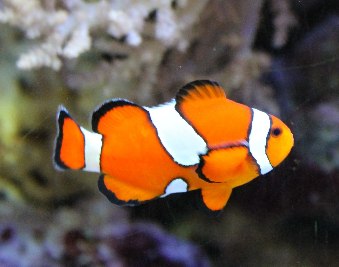 Clown fish