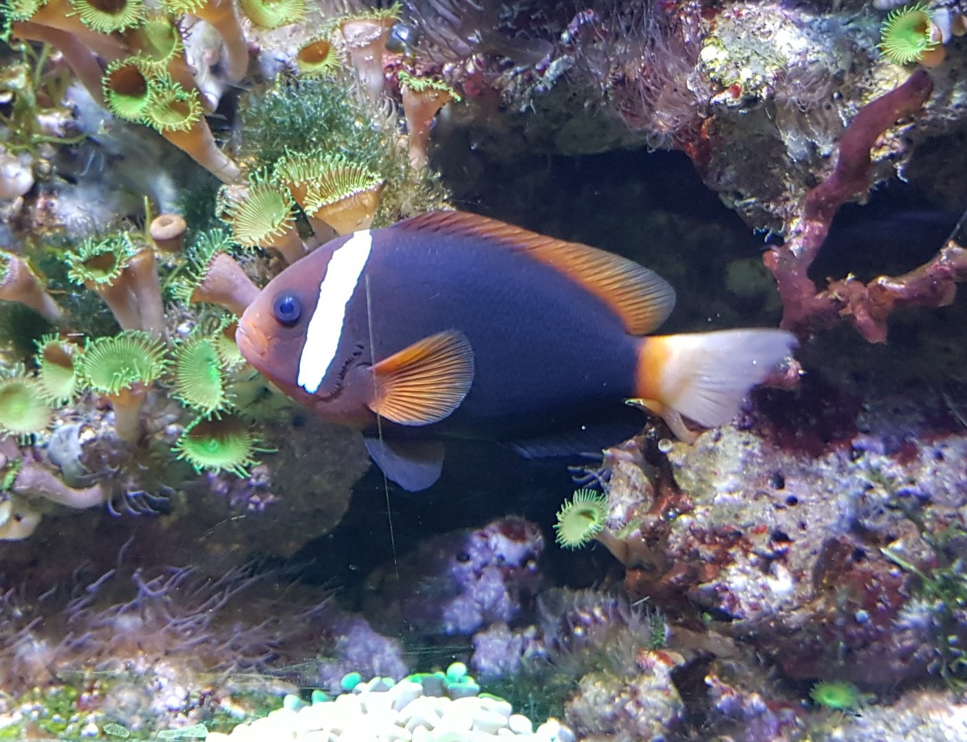 Clown fish