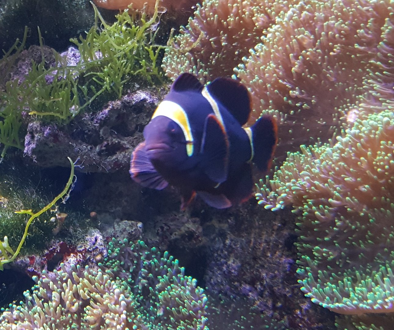 Clown fish