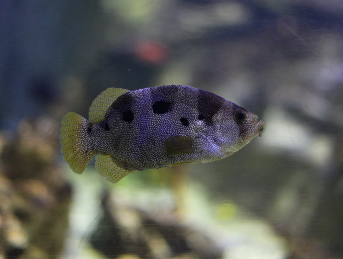 Clown Grouper (Pogonoperca punctata)