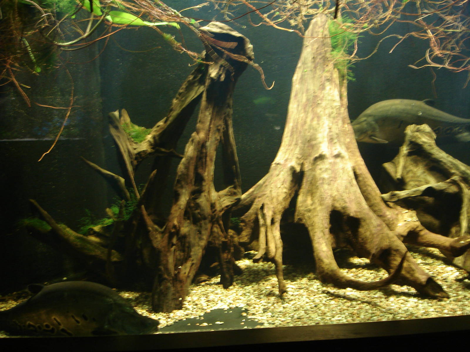 Clown Knifefish aquarium