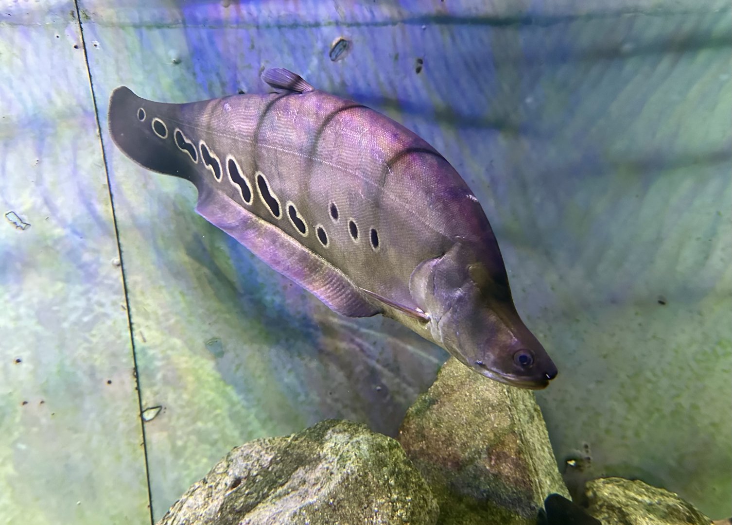 Clown knifefish (Chitala ornata)