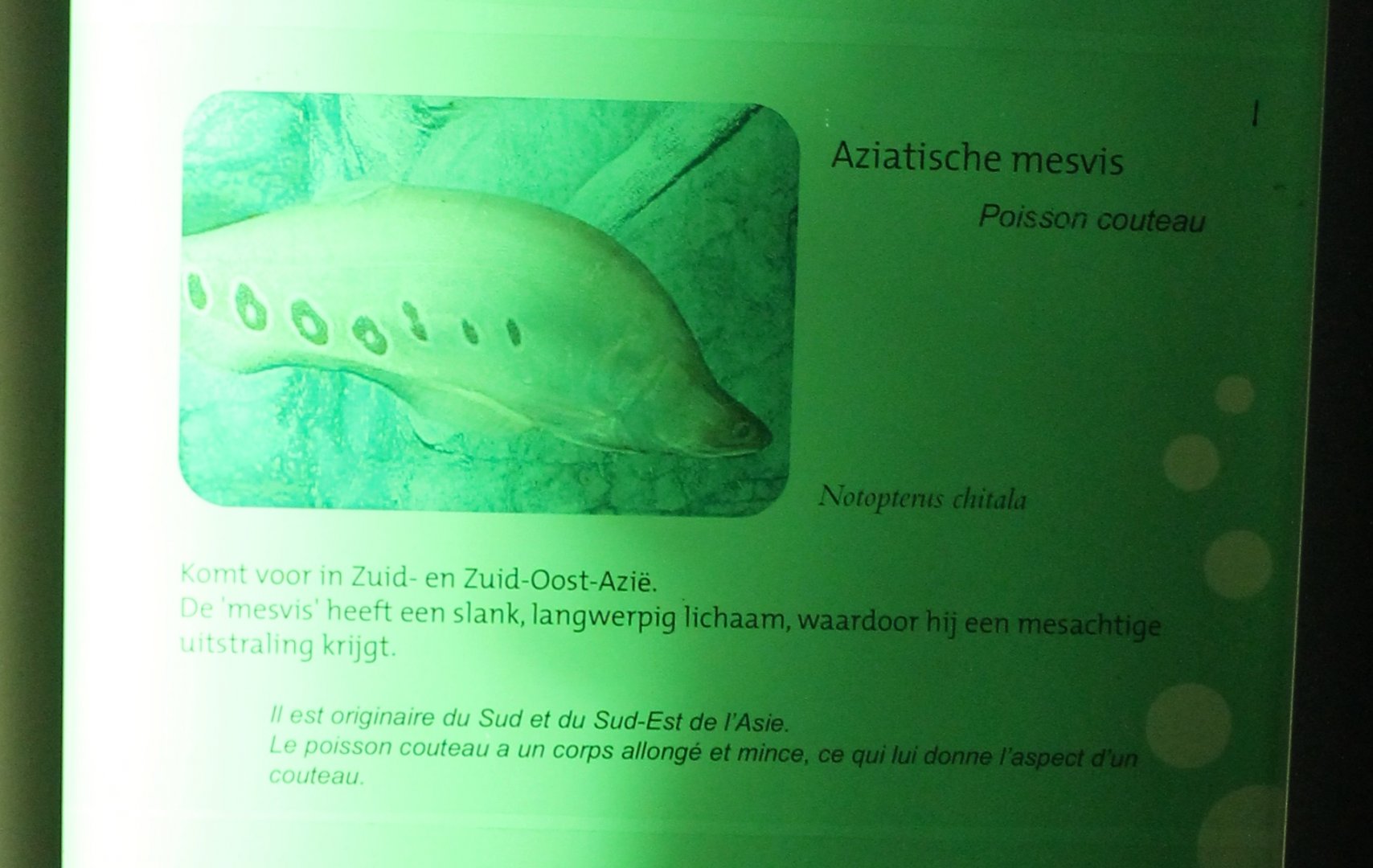 Clown knifefish Sign