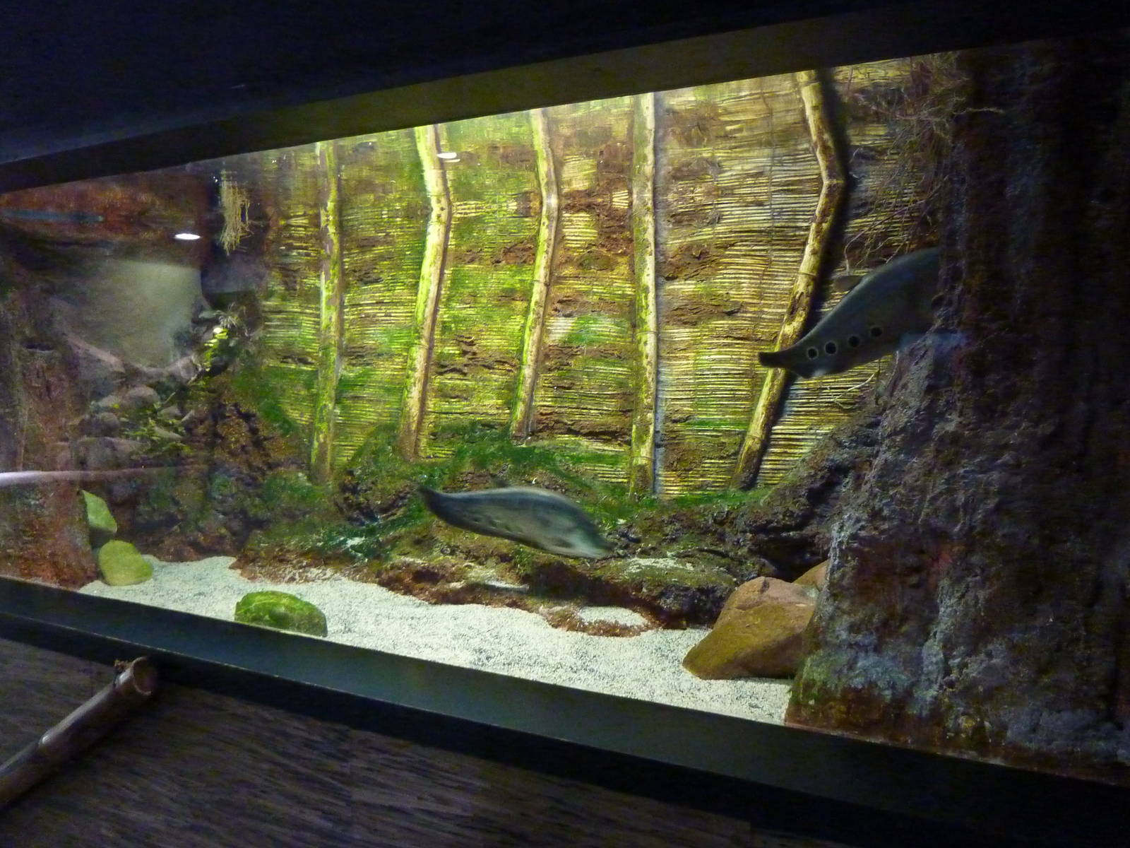 Clown knifefish tank, 10th April 2012