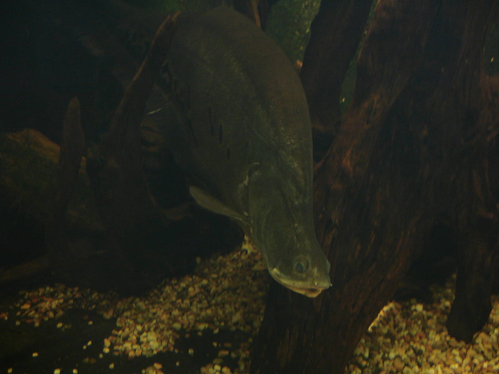 Clown Knifefish