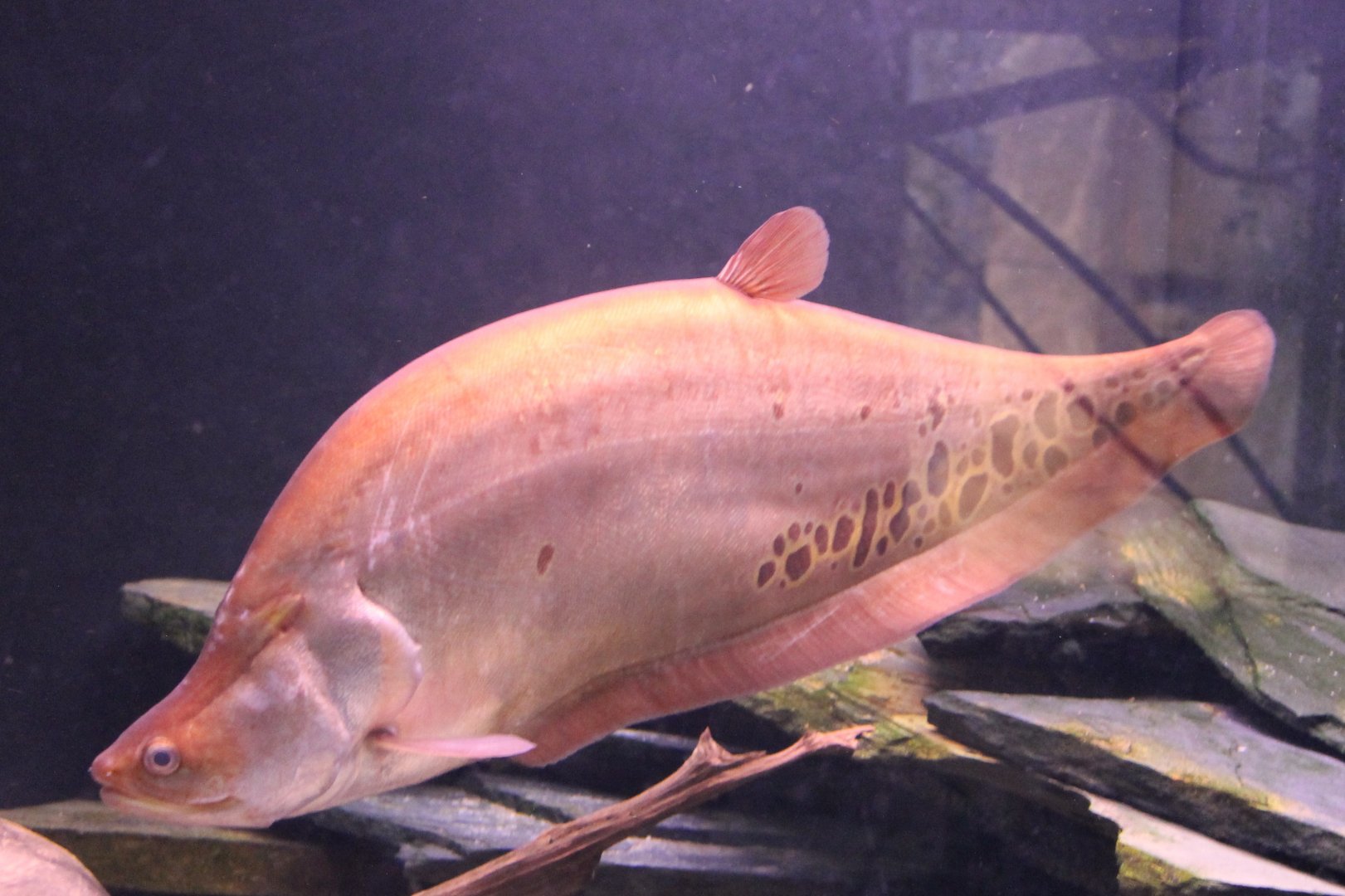 Clown knifefish