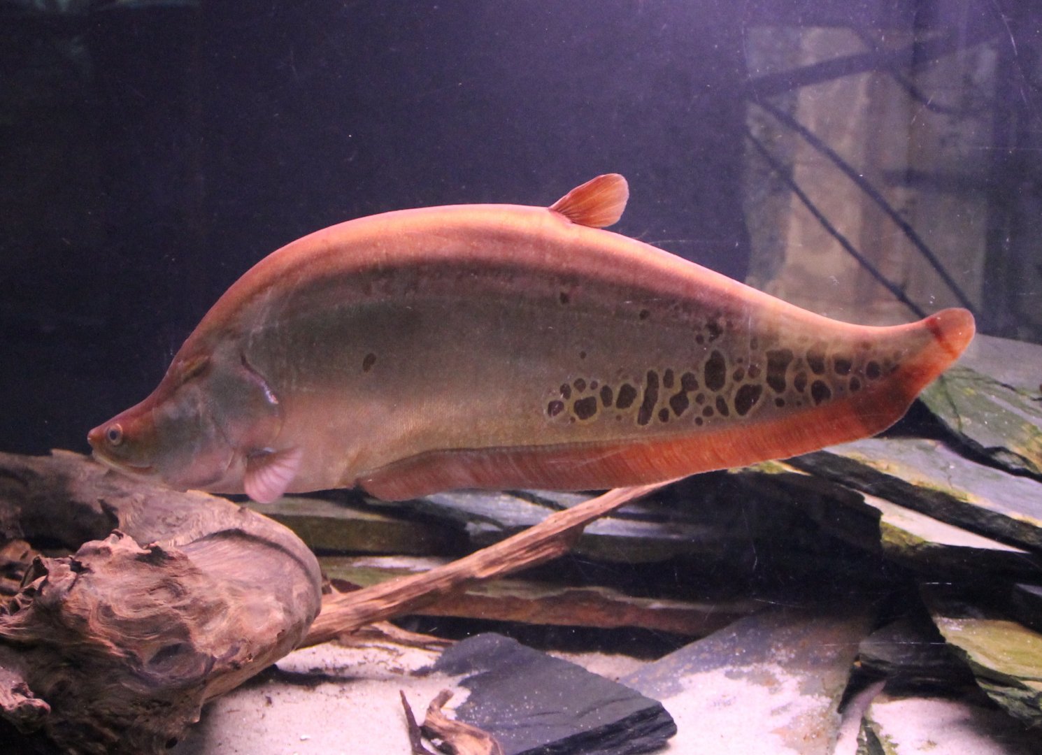 Clown knifefish