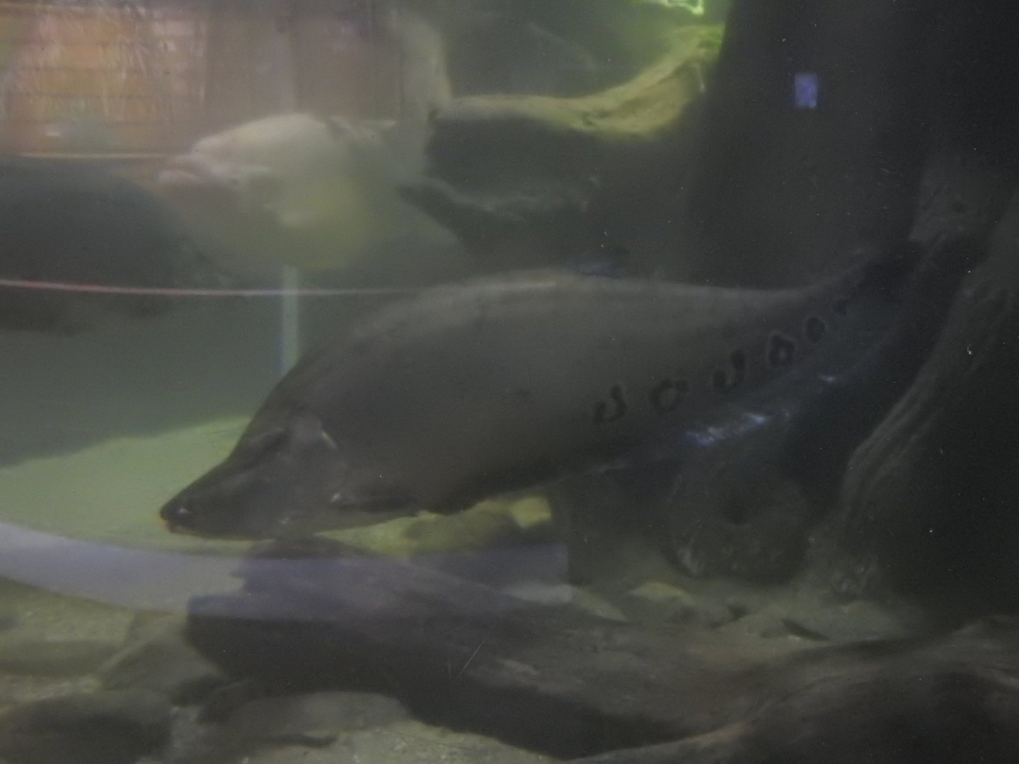 Clown Knifefish