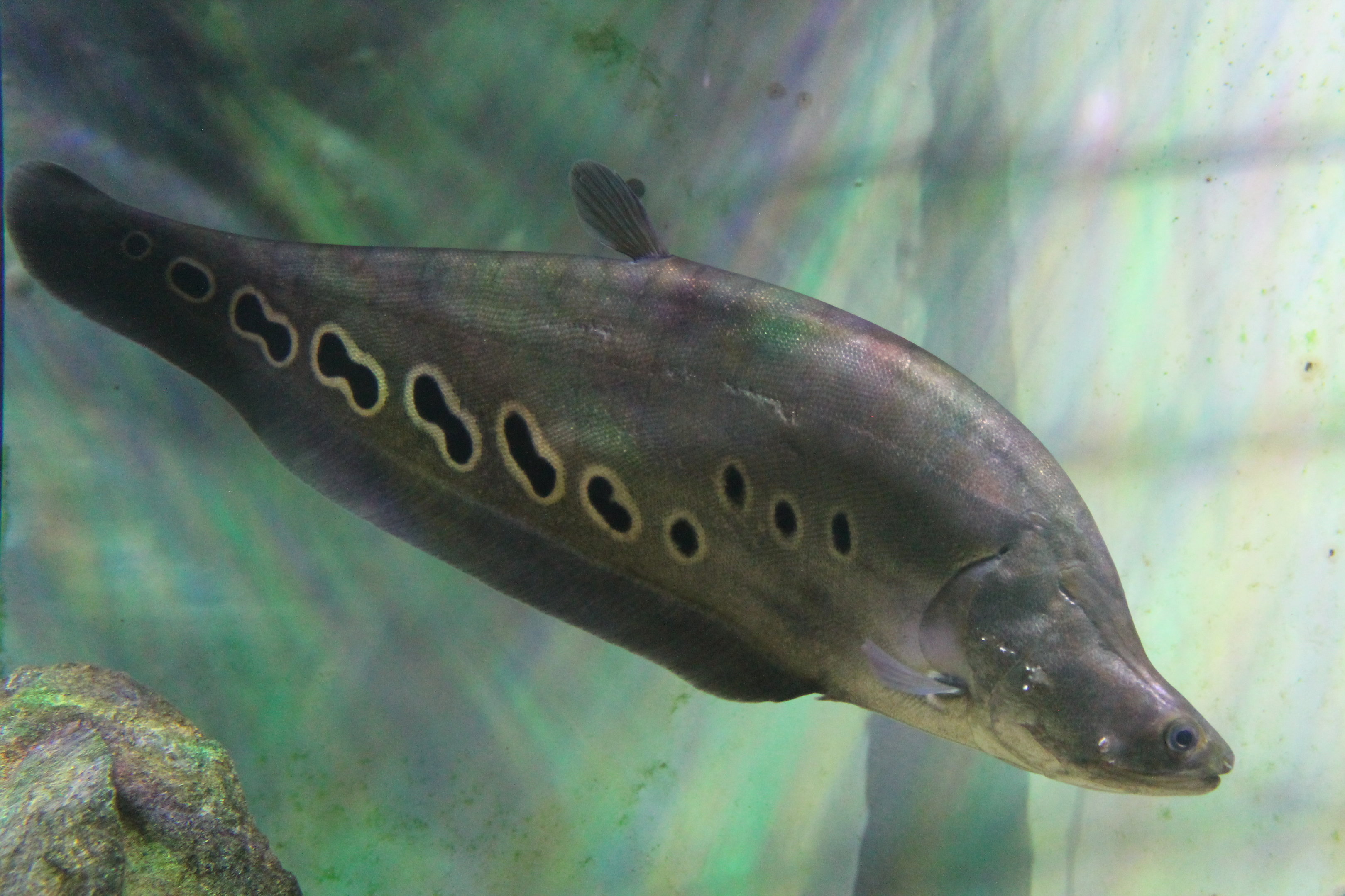Clown Knifefish