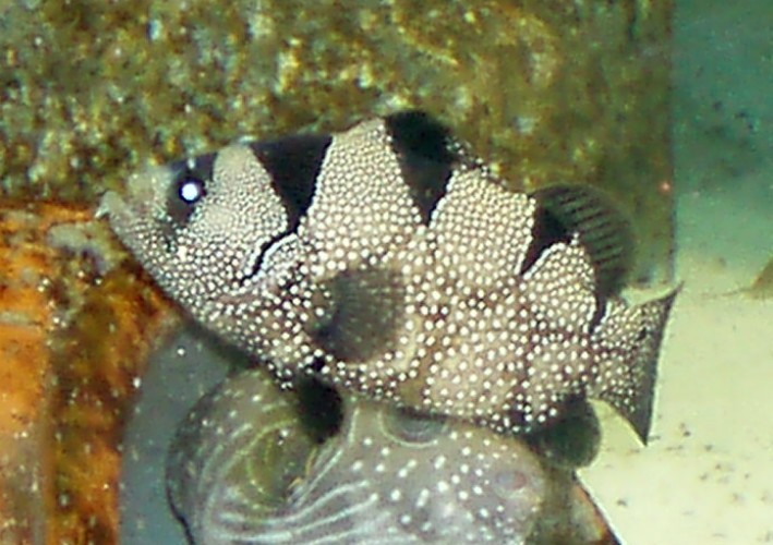 Clown Leaflip Grouper (Pogonoperca punctata)