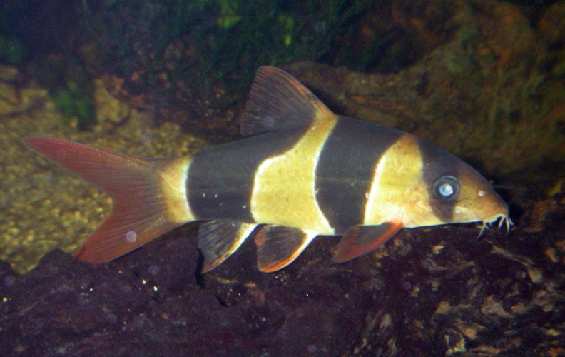 Clown Loach (Botia macracantha)