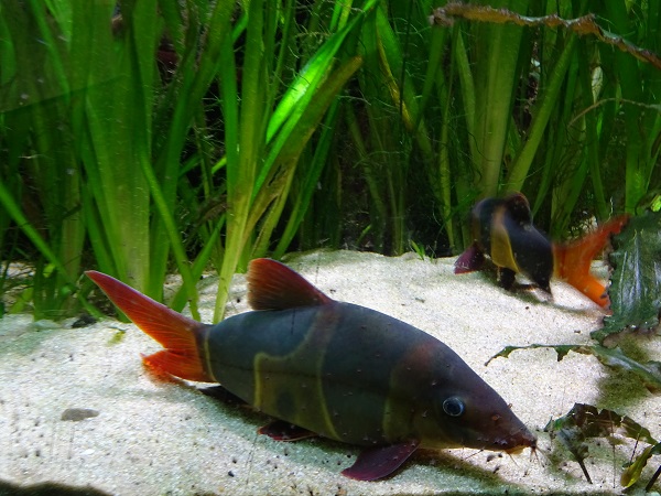 Clown loach (Chromobotia macracanthus) (07/22)