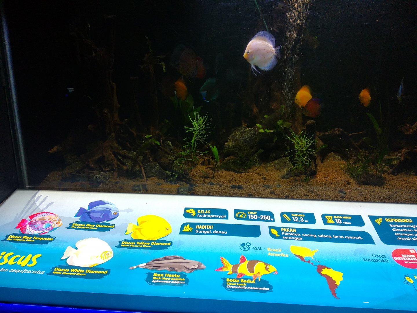 Clown loach (Chromobotia macracanthus), black ghost knifefish (Apteronotus albifrons) and discus (Symphysodon discus) information panel