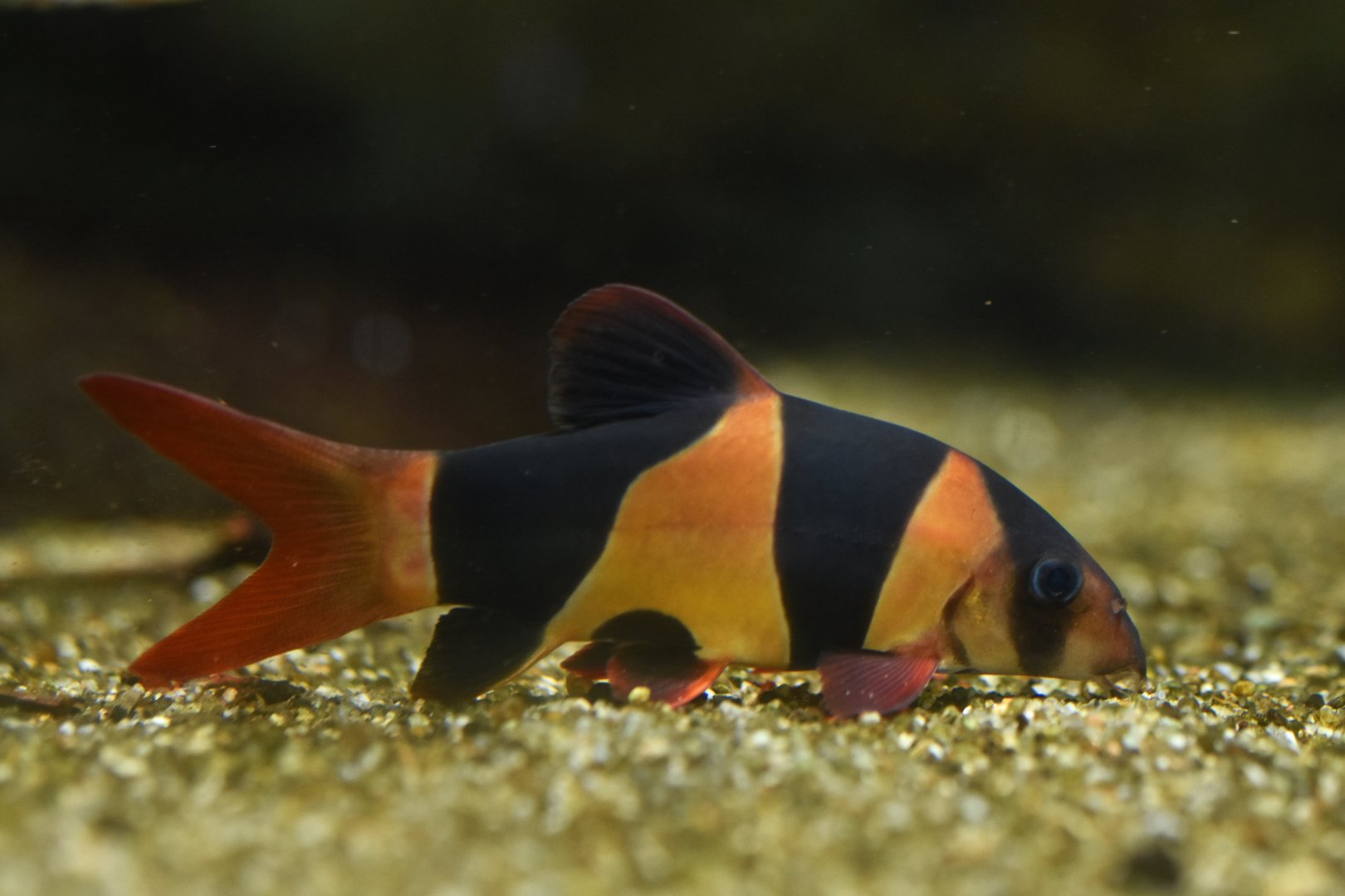 Clown loach (Chromobotia macracanthus)