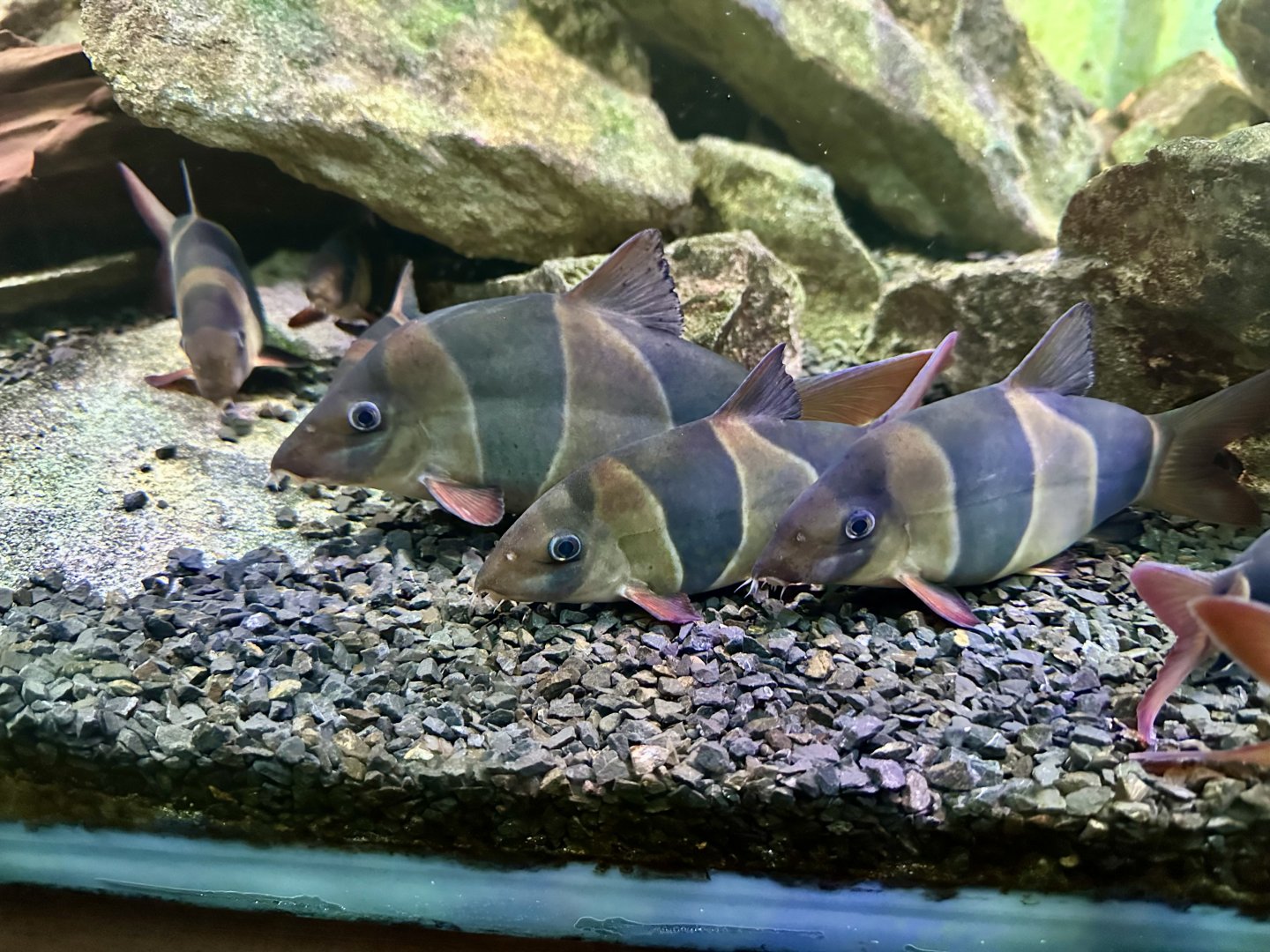 Clown loach (Chromobotia macracanthus)